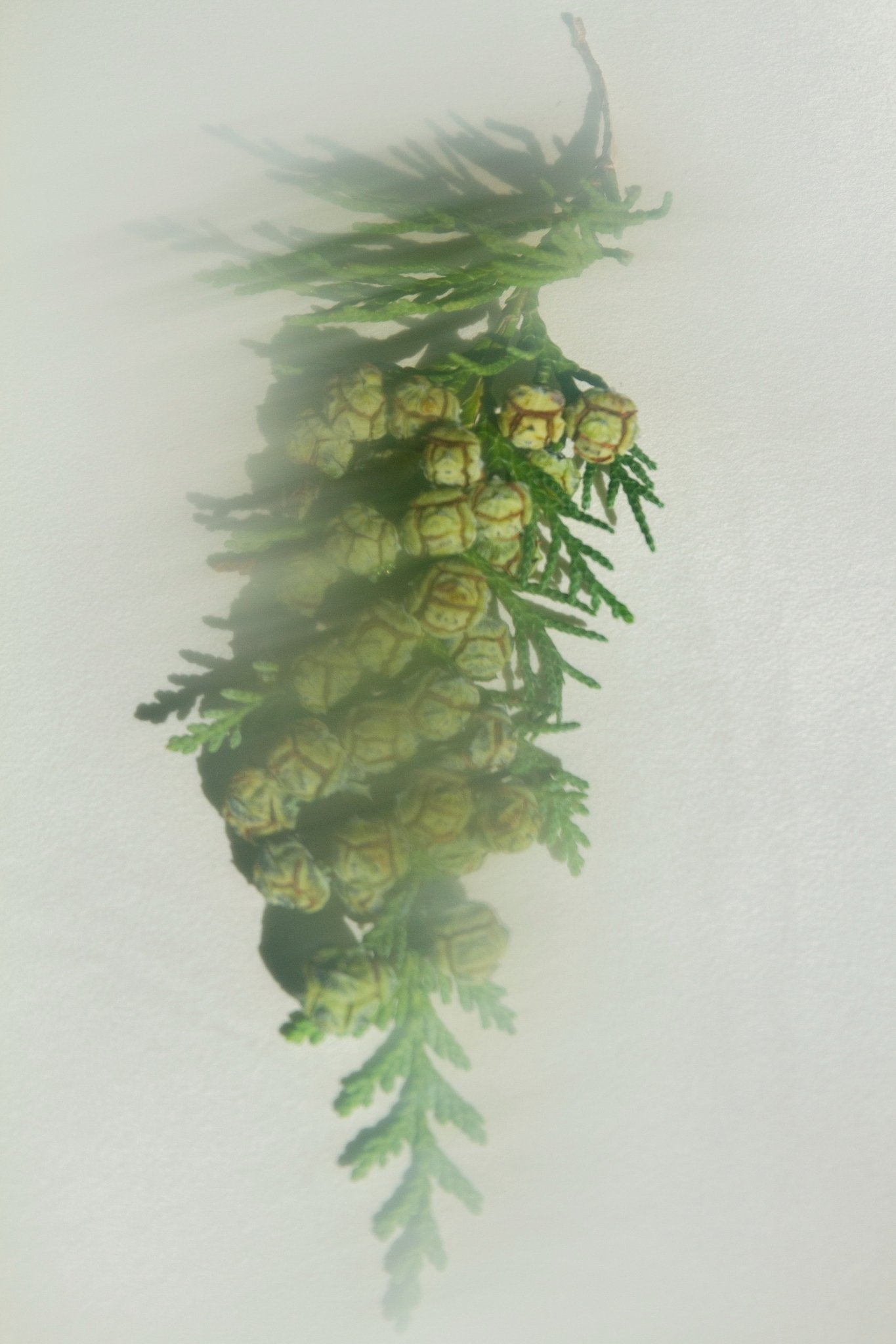 Hiba Wood & Red Cedar Leaf – Grounding Perfume Mist (Water-Based)