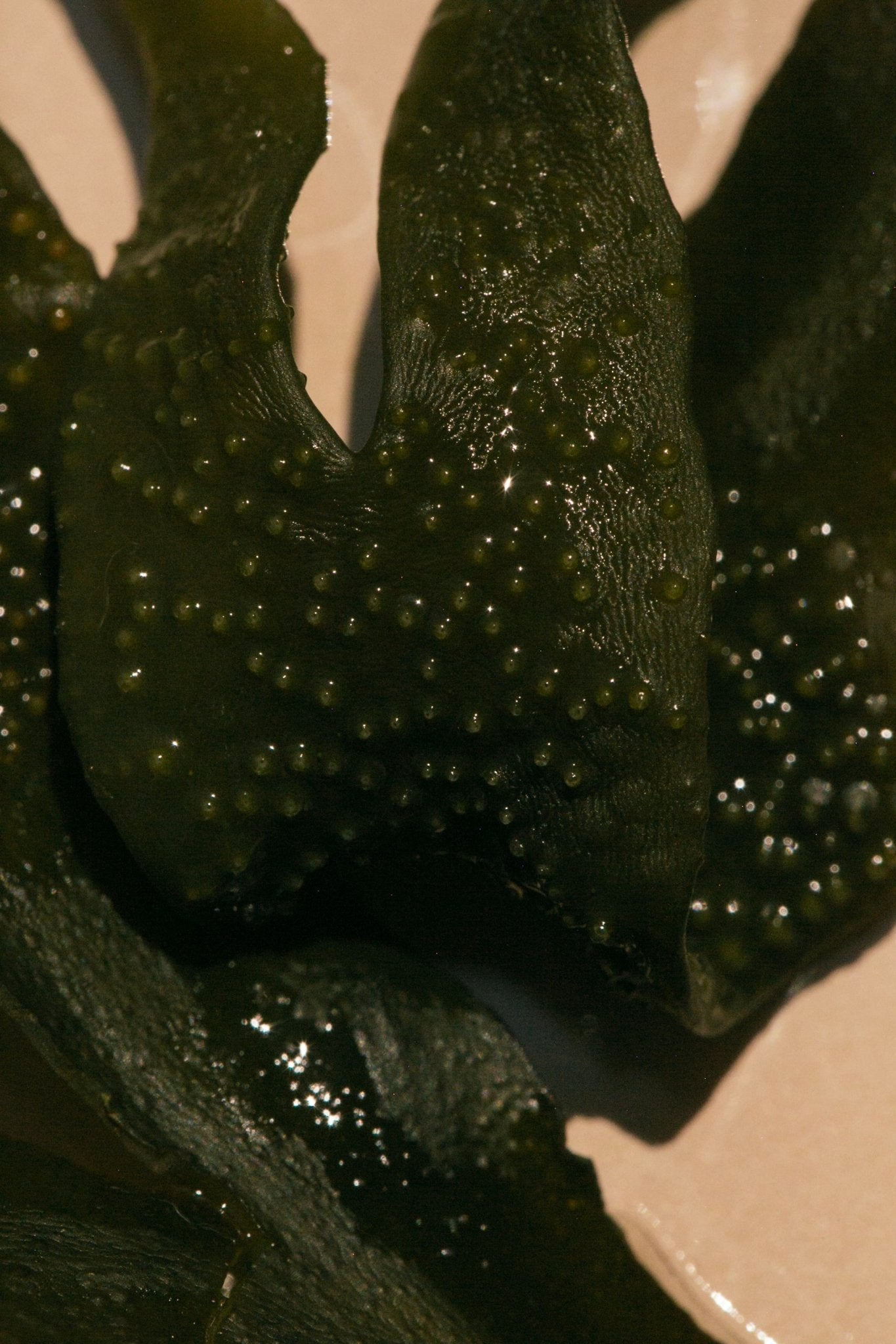 Sea Change Seaweed Bar – Neroli & Bladderwrack for Mineral-Rich Cleansing