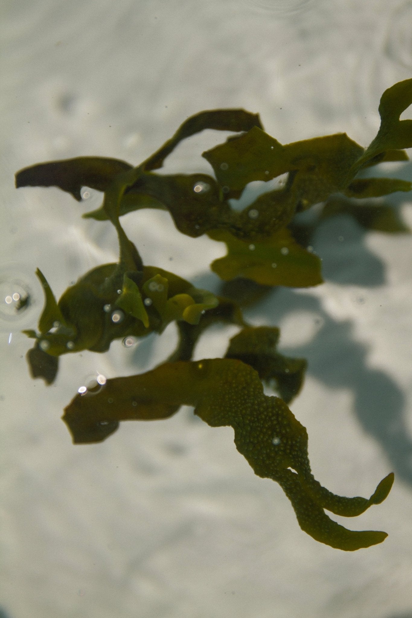 Sea Change Seaweed Bar – Neroli & Bladderwrack for Mineral-Rich Cleansing