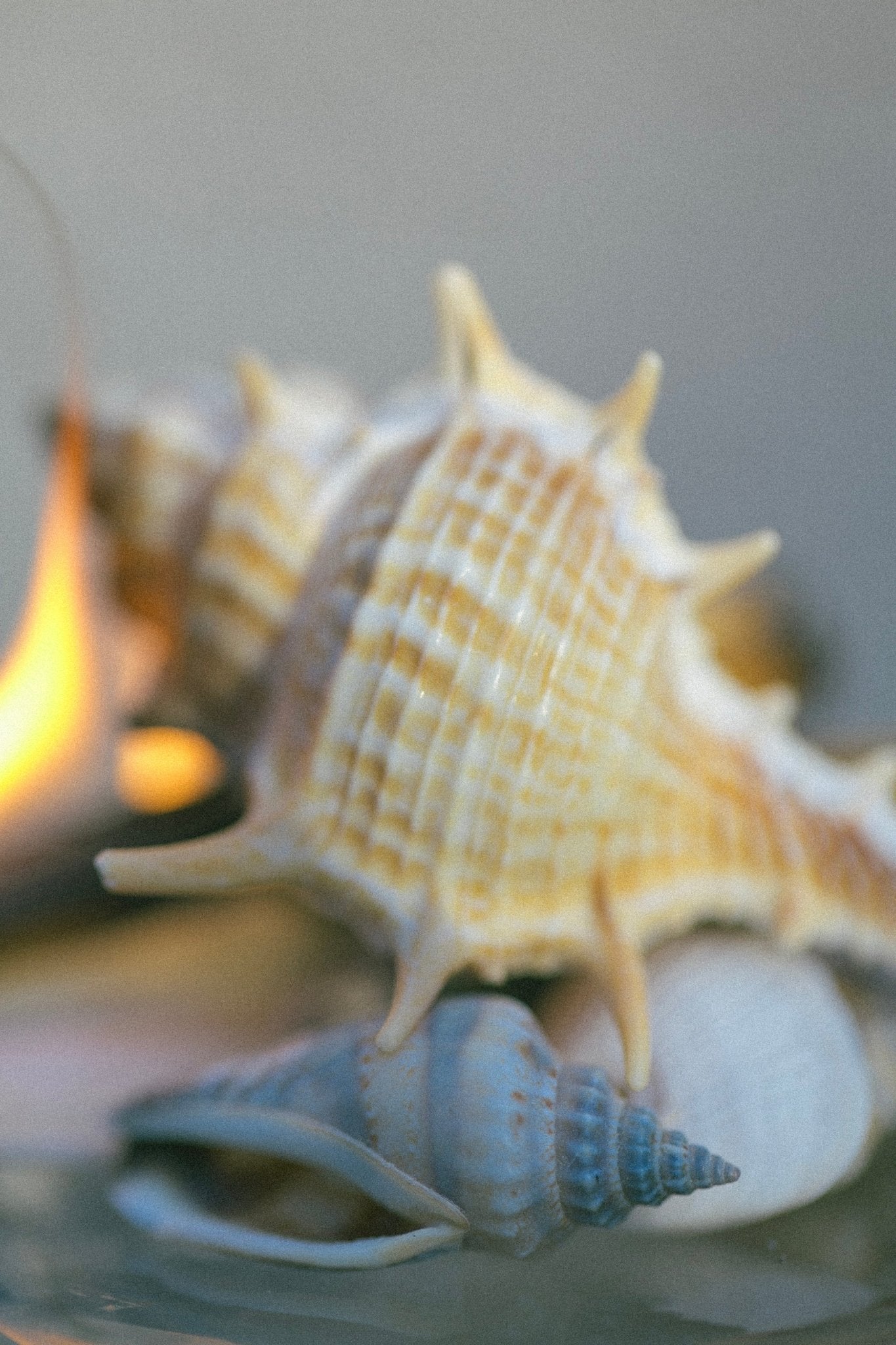 SEELE – Exfoliating Sea Salt Scrub | Celtic Salt®, Choya Nākh, Sage & Coriander