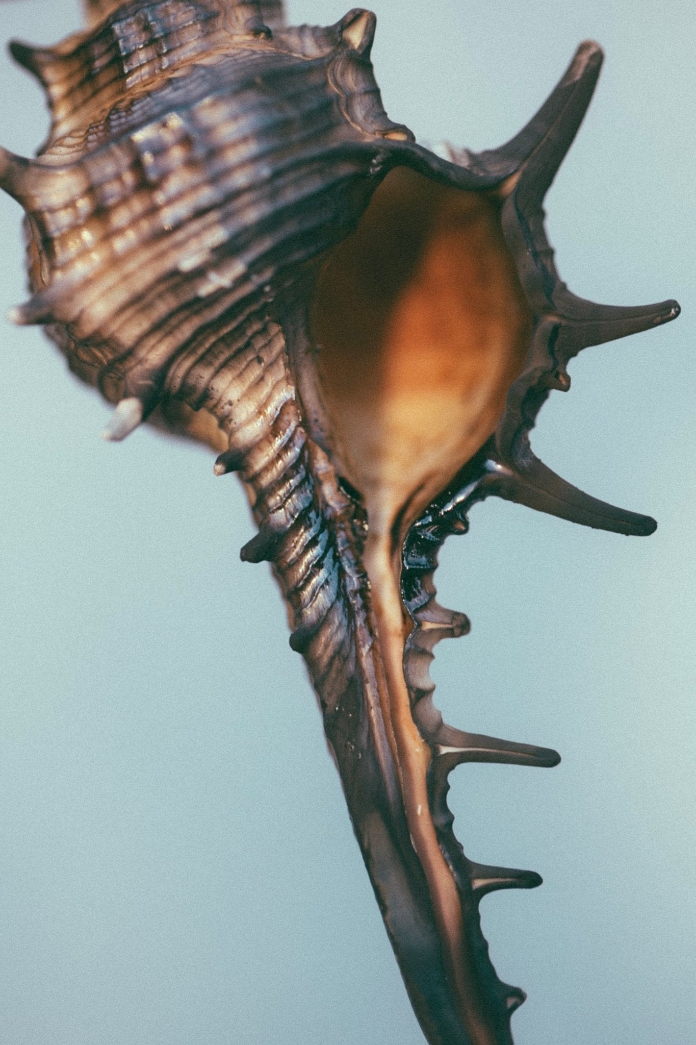 SEELE – Exfoliating Sea Salt Scrub | Celtic Salt®, Choya Nākh, Sage & Coriander