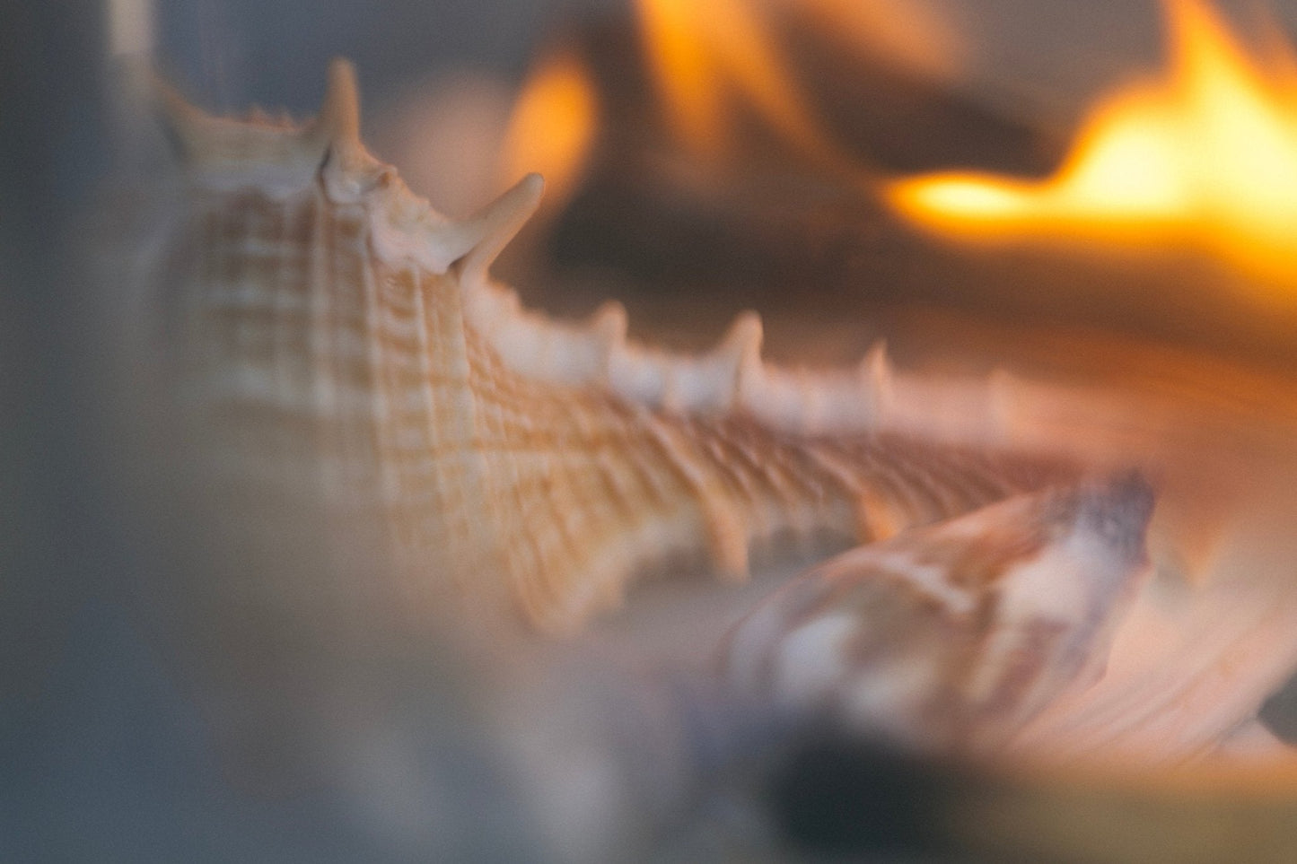 SEELE – Exfoliating Sea Salt Scrub | Celtic Salt®, Choya Nākh, Sage & Coriander